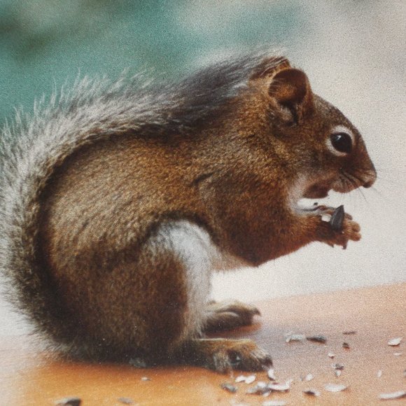 Cute Squirrel print in wood frame with liner - Picture 3 of 4